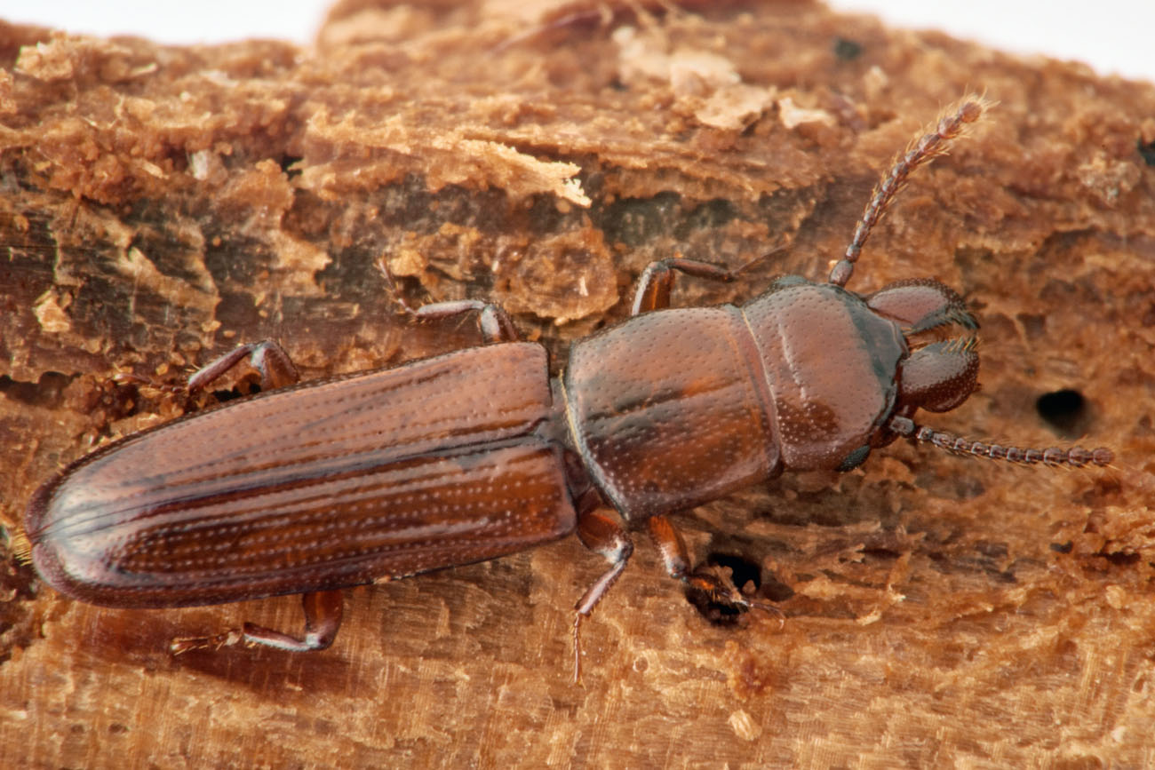 Prostomidae: Prostomis mandibularis
